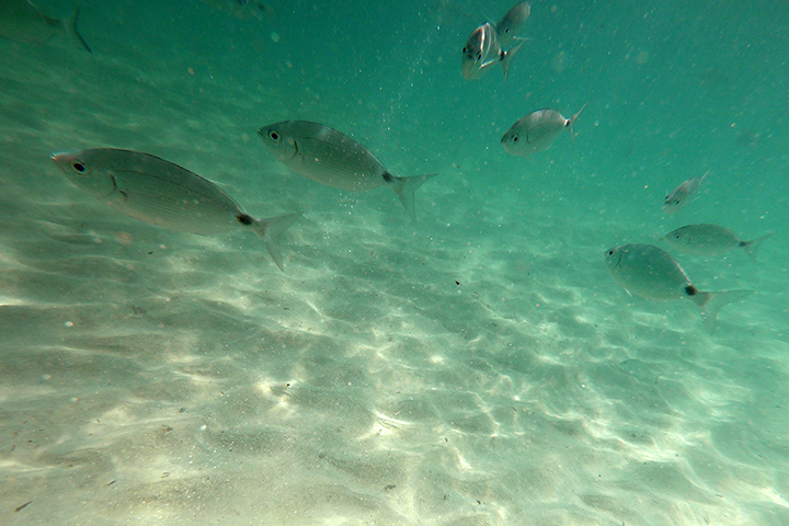 XIX Calvià Amateur Open ronda 4 ChessBase