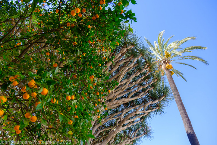 Naranjos con fruta  | Foto: John Saunders 